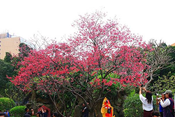 【台北旅遊】中正紀念堂-坐捷運就能看到櫻花