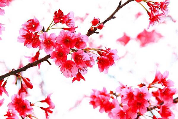 【台北旅遊】中正紀念堂-坐捷運就能看到櫻花