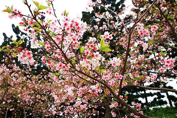 【台北旅遊】中正紀念堂-坐捷運就能看到櫻花