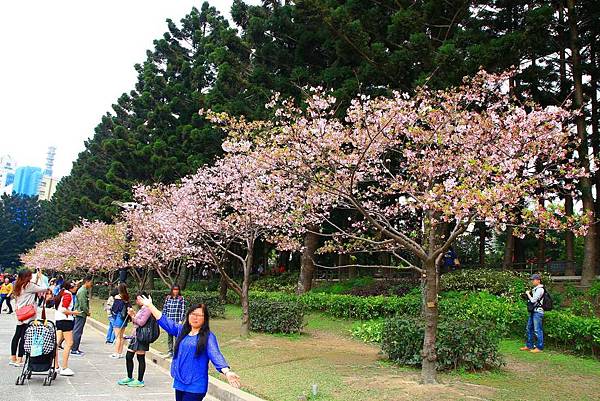 【台北旅遊】中正紀念堂-坐捷運就能看到櫻花