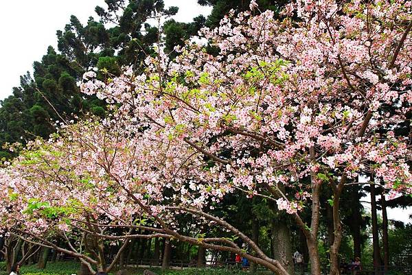 【台北旅遊】中正紀念堂-坐捷運就能看到櫻花