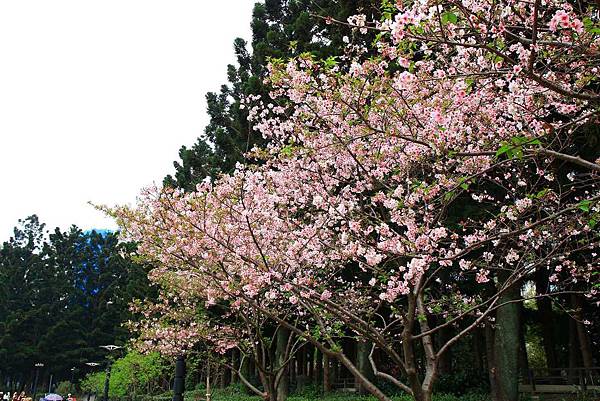 【台北旅遊】中正紀念堂-坐捷運就能看到櫻花