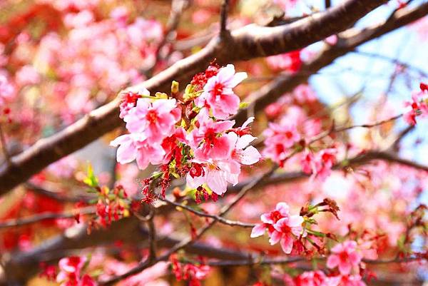 【林口櫻花】竹林山觀音寺-美麗的櫻花朵朵綻放