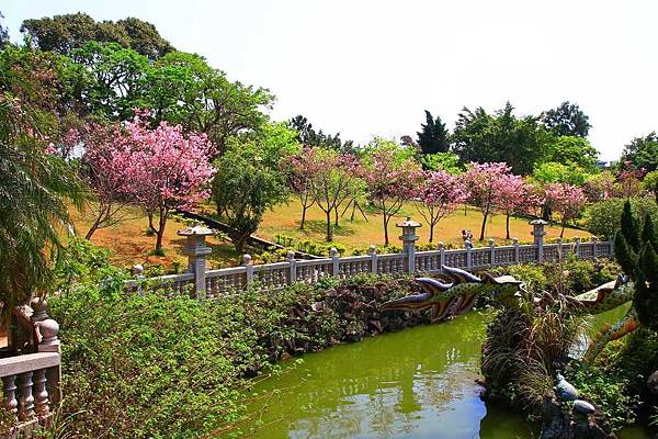 【林口櫻花】竹林山觀音寺-美麗的櫻花朵朵綻放