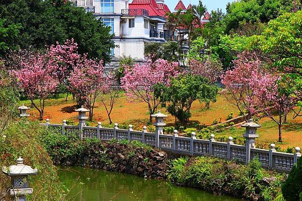 【林口櫻花】竹林山觀音寺-美麗的櫻花朵朵綻放