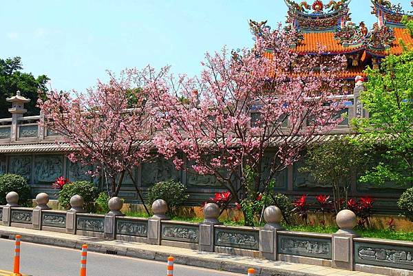 【林口櫻花】竹林山觀音寺-美麗的櫻花朵朵綻放