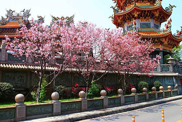 【林口櫻花】竹林山觀音寺-美麗的櫻花朵朵綻放