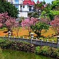 【台北景點】竹林山觀音寺-美麗的櫻花朵朵綻放