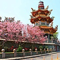 【台北景點】竹林山觀音寺-美麗的櫻花朵朵綻放