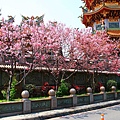【台北景點】竹林山觀音寺-美麗的櫻花朵朵綻放