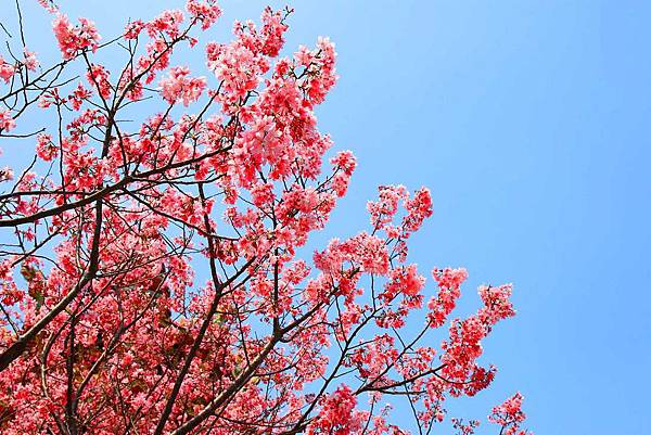 【台北景點】竹林山觀音寺-美麗的櫻花朵朵綻放