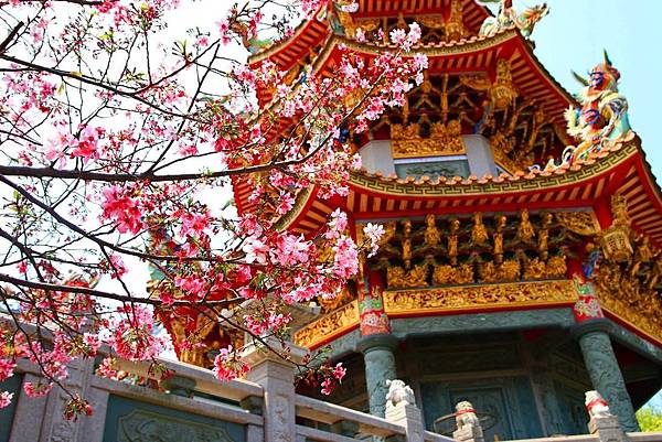 【台北景點】竹林山觀音寺-美麗的櫻花朵朵綻放