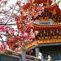 【台北景點】竹林山觀音寺-美麗的櫻花朵朵綻放
