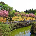 【台北景點】竹林山觀音寺-美麗的櫻花朵朵綻放