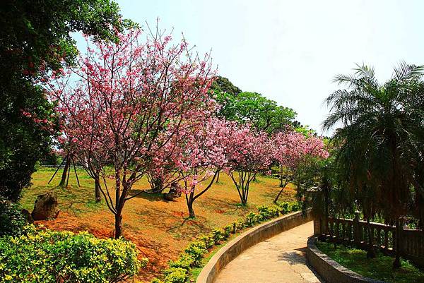 【台北景點】竹林山觀音寺-美麗的櫻花朵朵綻放