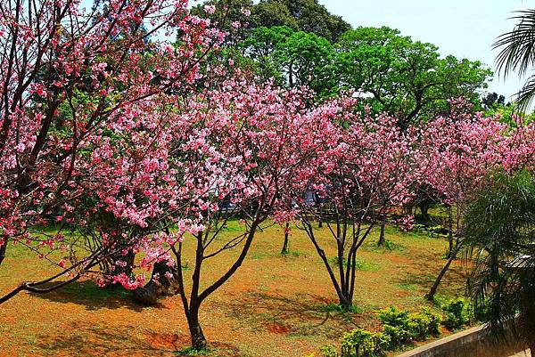 【台北景點】竹林山觀音寺-美麗的櫻花朵朵綻放