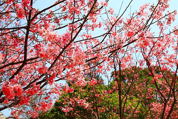 【台北景點】竹林山觀音寺-美麗的櫻花朵朵綻放