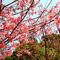 【台北景點】竹林山觀音寺-美麗的櫻花朵朵綻放