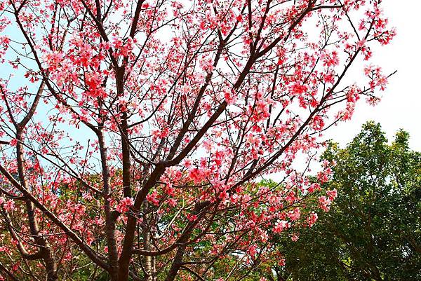 【台北景點】竹林山觀音寺-美麗的櫻花朵朵綻放