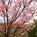 【台北景點】竹林山觀音寺-美麗的櫻花朵朵綻放