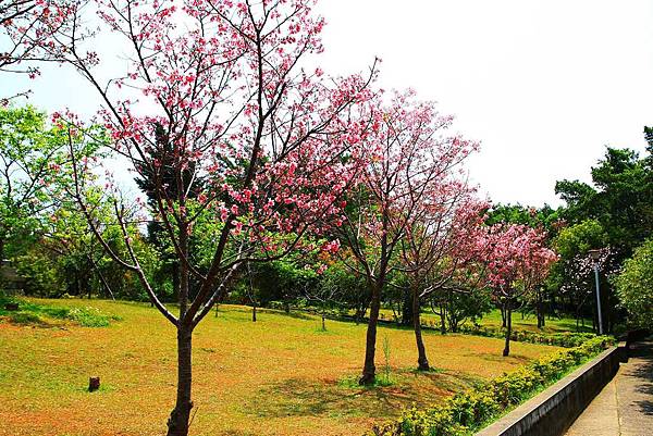 【台北景點】竹林山觀音寺-美麗的櫻花朵朵綻放