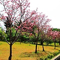 【台北景點】竹林山觀音寺-美麗的櫻花朵朵綻放