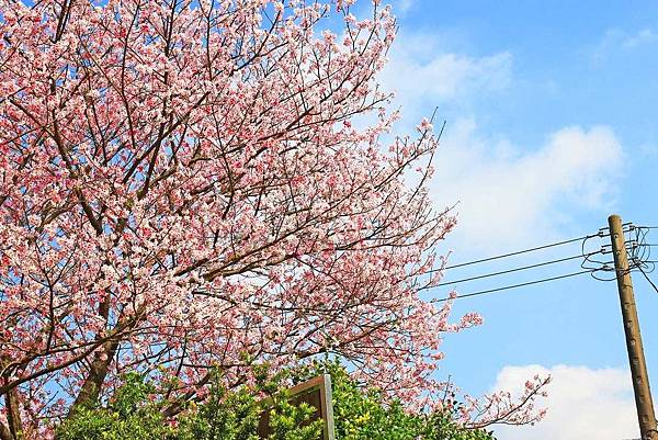 【台北旅遊】內厝溪櫻木花廊-陽明山上的美麗櫻花步道