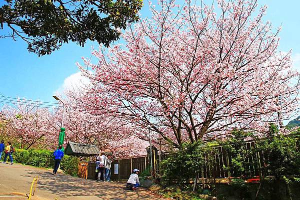 【台北旅遊】內厝溪櫻木花廊-陽明山上的美麗櫻花步道