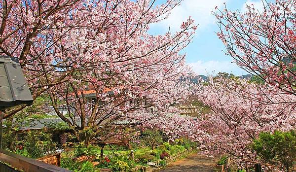 【台北旅遊】內厝溪櫻木花廊-陽明山上的美麗櫻花步道