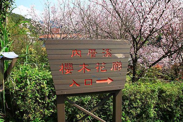 【台北旅遊】內厝溪櫻木花廊-陽明山上的美麗櫻花步道
