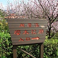 【台北旅遊】內厝溪櫻木花廊-陽明山上的美麗櫻花步道