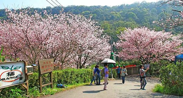 【台北旅遊】內厝溪櫻木花廊-陽明山上的美麗櫻花步道