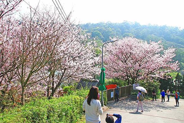 【台北旅遊】內厝溪櫻木花廊-陽明山上的美麗櫻花步道