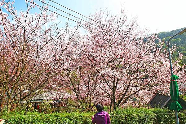 【台北旅遊】內厝溪櫻木花廊-陽明山上的美麗櫻花步道