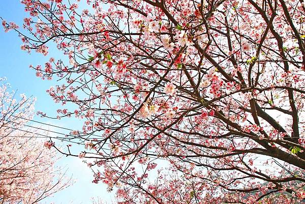 【台北旅遊】內厝溪櫻木花廊-陽明山上的美麗櫻花步道