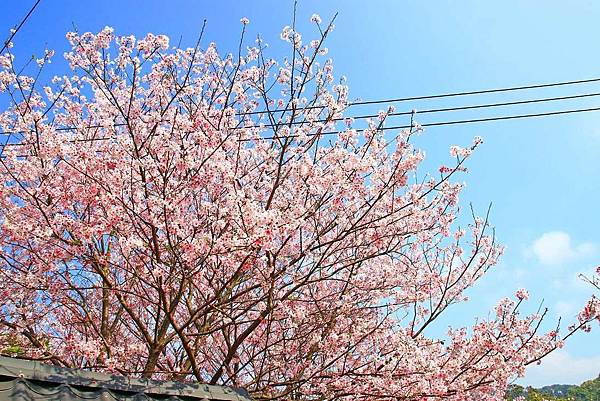 【台北旅遊】內厝溪櫻木花廊-陽明山上的美麗櫻花步道