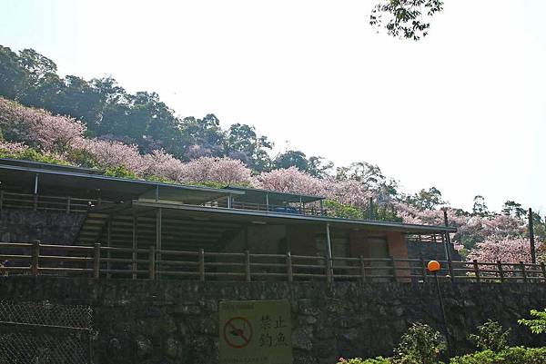 【台北旅遊】內厝溪櫻木花廊-陽明山上的美麗櫻花步道