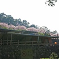 【台北旅遊】內厝溪櫻木花廊-陽明山上的美麗櫻花步道