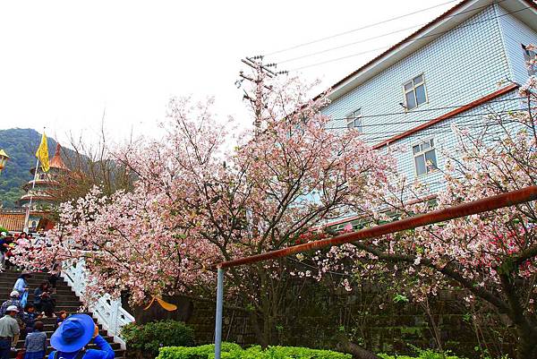 【台北景點】2017淡水天元宮櫻花季-現在正是賞花最好時機