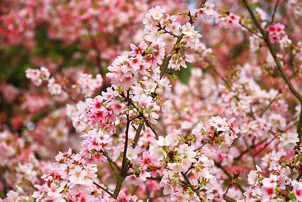 【台北景點】2017淡水天元宮櫻花季-現在正是賞花最好時機