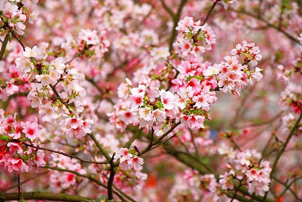 【台北景點】2017淡水天元宮櫻花季-現在正是賞花最好時機