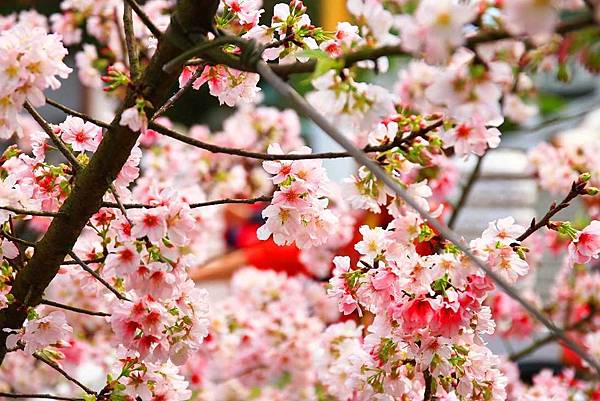 【台北景點】2017淡水天元宮櫻花季-現在正是賞花最好時機