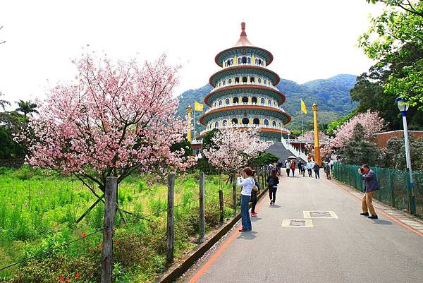 【台北景點】2017淡水天元宮櫻花季-現在正是賞花最好時機
