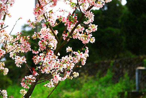 【台北景點】2017淡水天元宮櫻花季-現在正是賞花最好時機