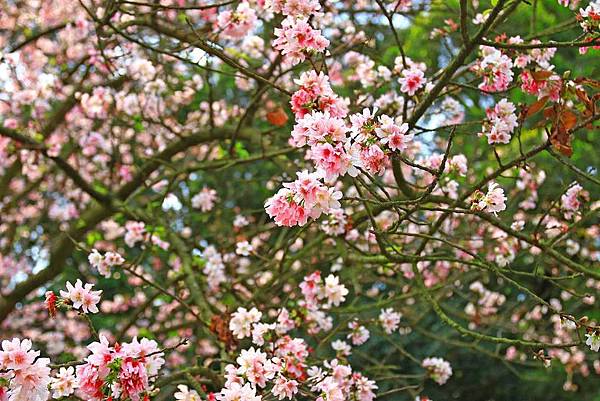 【台北景點】2017淡水天元宮櫻花季-現在正是賞花最好時機