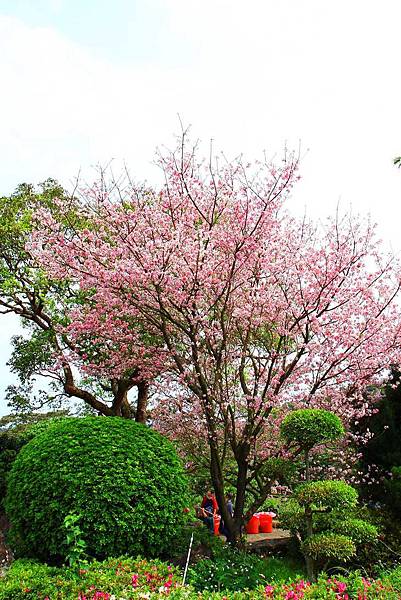 【台北景點】2017淡水天元宮櫻花季-現在正是賞花最好時機