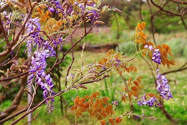 【台北景點】紫藤咖啡園-欣賞整片紫藤花最佳景點