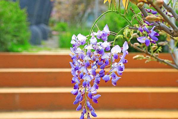 【台北景點】紫藤咖啡園-欣賞整片紫藤花最佳景點