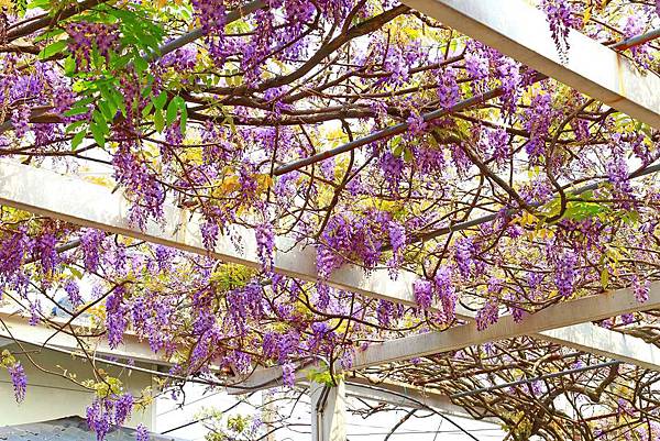 【台北景點】紫藤咖啡園-欣賞整片紫藤花最佳景點