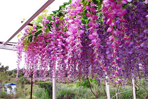 【台北景點】紫藤咖啡園-欣賞整片紫藤花最佳景點